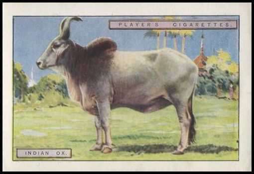9 Indian Ox